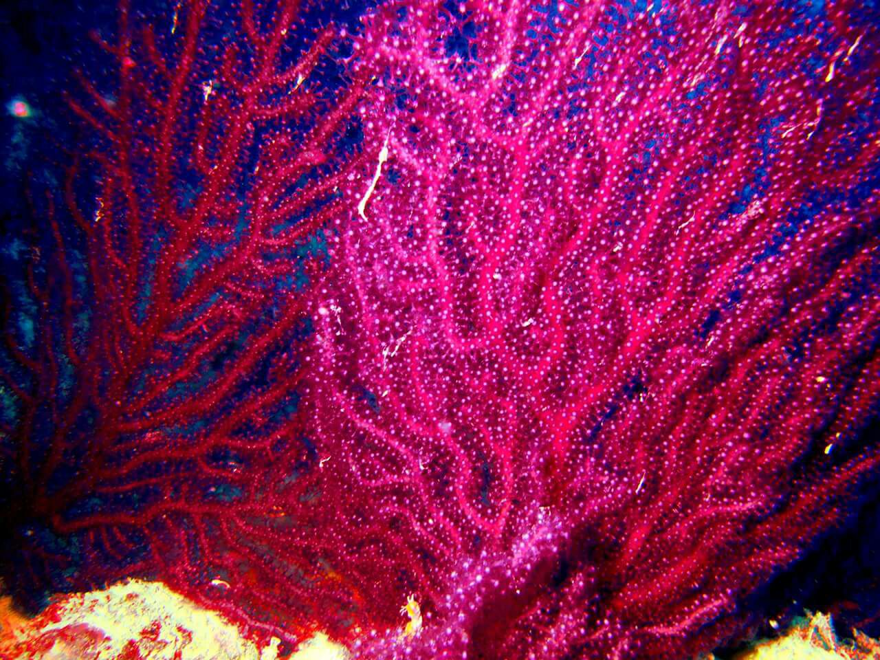 eventi a bordo del Frala